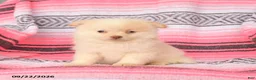 Pomeranian dogs for sale: Tommy - Ad 2