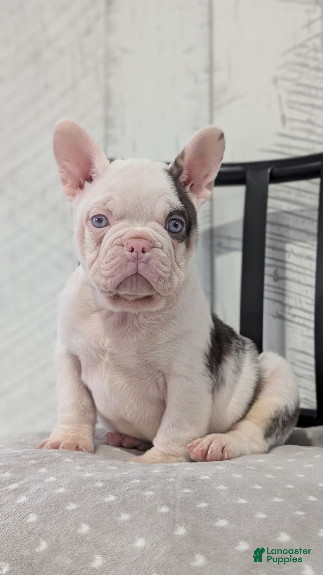 French Bulldog dogs for sale: Xander - Ad 5