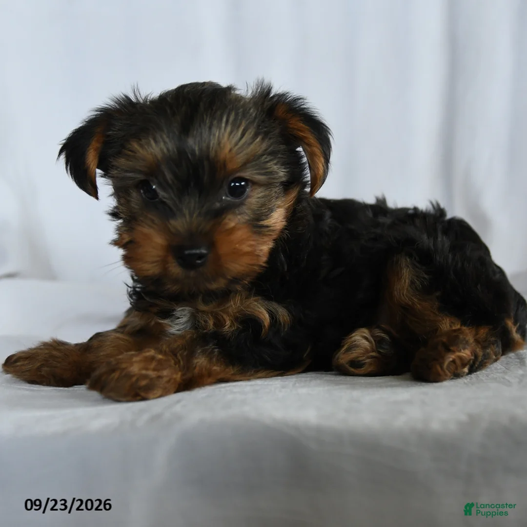 Yorkshire Terrier dogs for sale: Obadiah - Ad 3