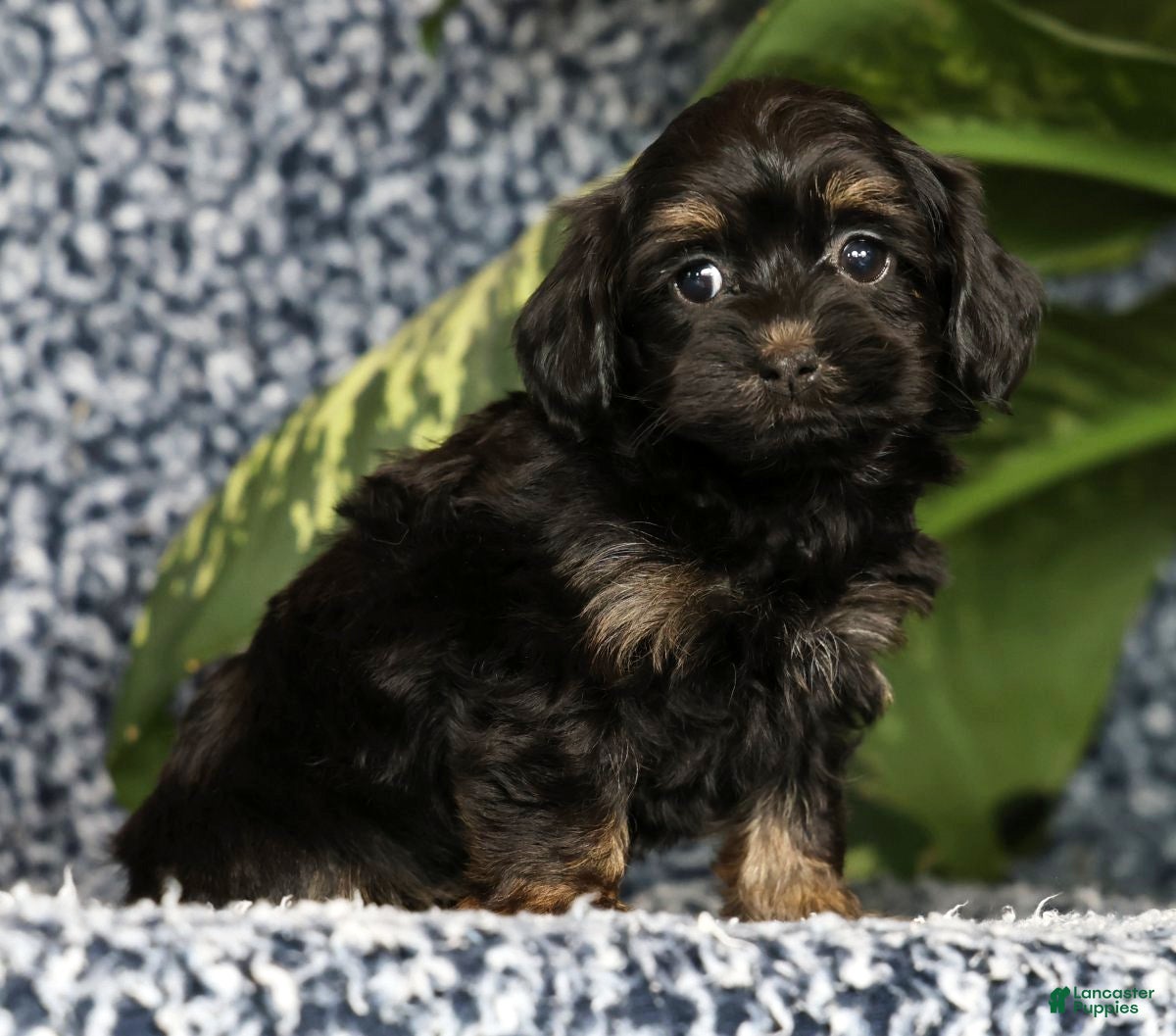 Havapoo dogs Tiffany - Ad 1