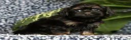 Havapoo dogs for sale: Tiffany - Ad 1