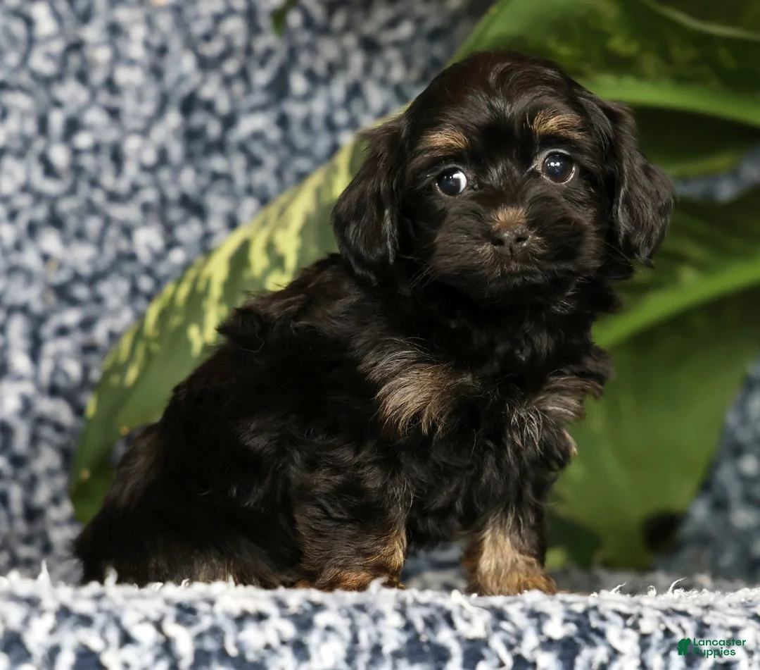 Havapoo dogs for sale: Tiffany - Ad 1