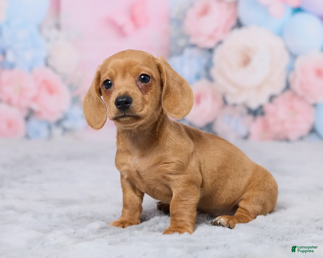Miniature Dachshund dogs for sale: Jace - Ad 2