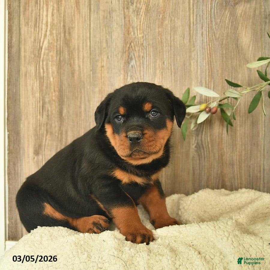 Rottweiler dogs Lark  - Ad 2