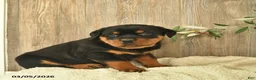 Rottweiler dogs for sale: Lark  - Ad 2