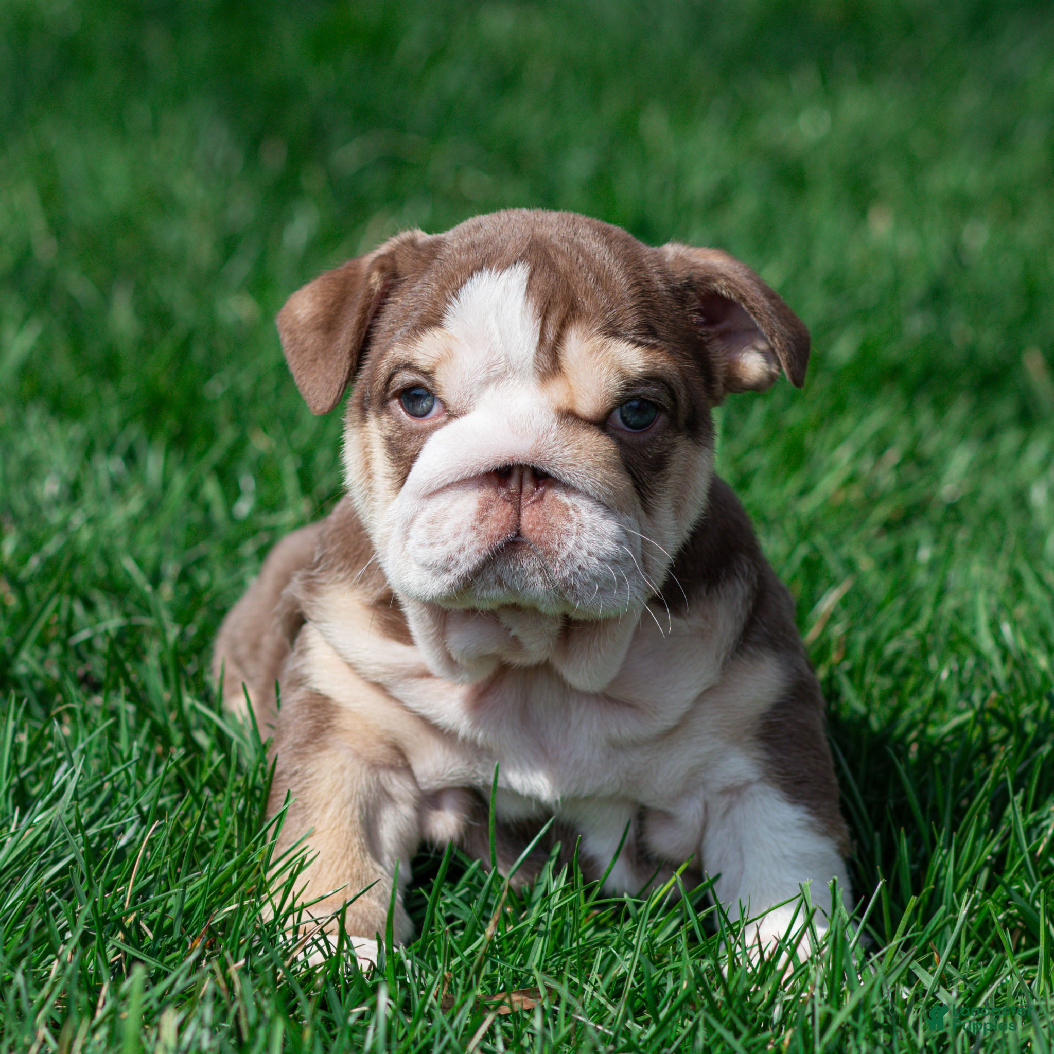 English Bulldog dogs Truffle Bay English Bulldog Puppy  - Ad 1