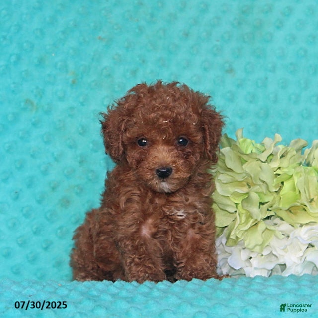 Toy Poodle Puppies for sale in Maryland Lancaster Puppies