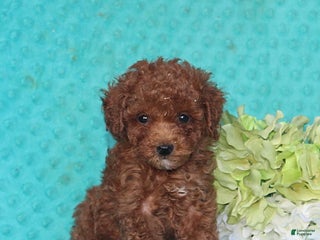 Toy Poodle dogs - Ad 2
