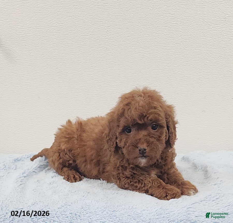 Mini Goldendoodle dogs Rover - Ad 2