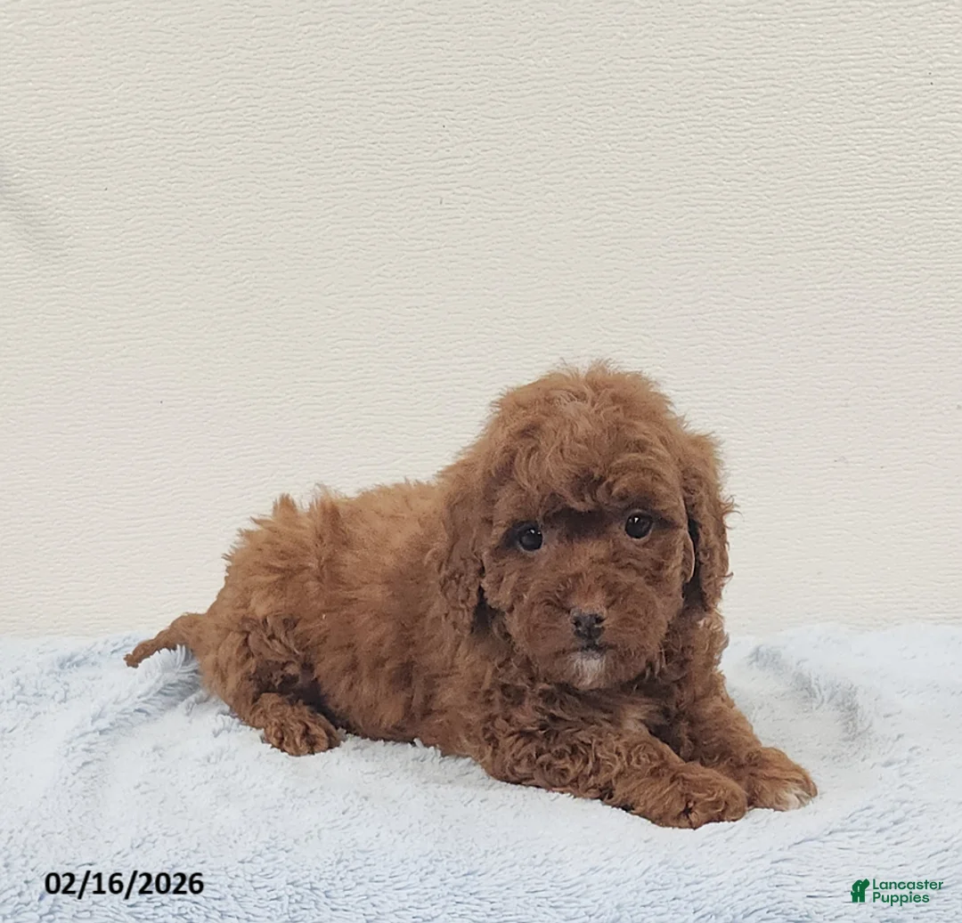 Mini Goldendoodle dogs for sale: Rover - Ad 2