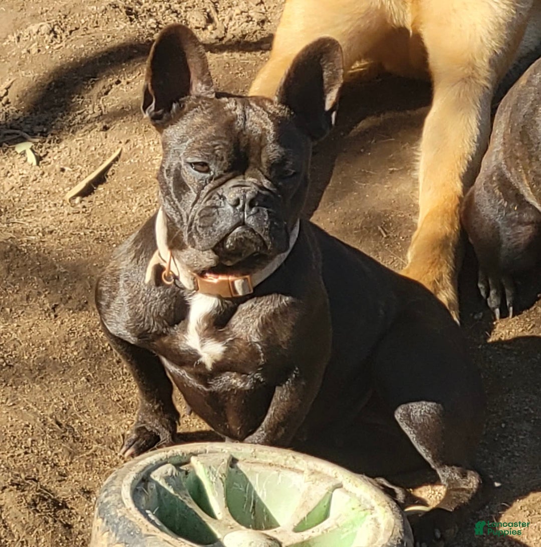 Gallery Image {{count}}