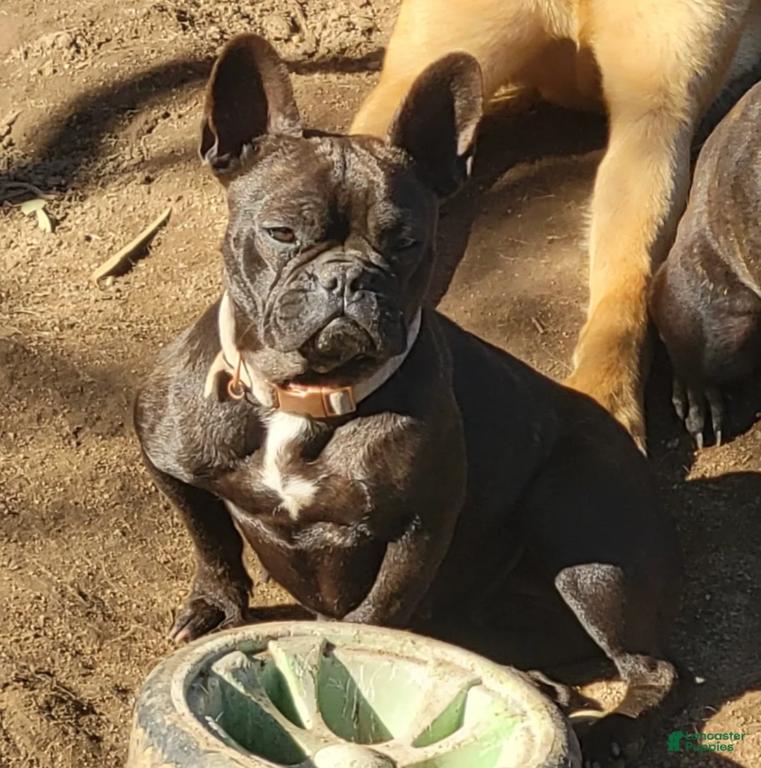 Gallery Image {{count}}