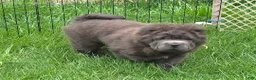 Shar Pei dogs for sale: Blue bear mini - Ad 13