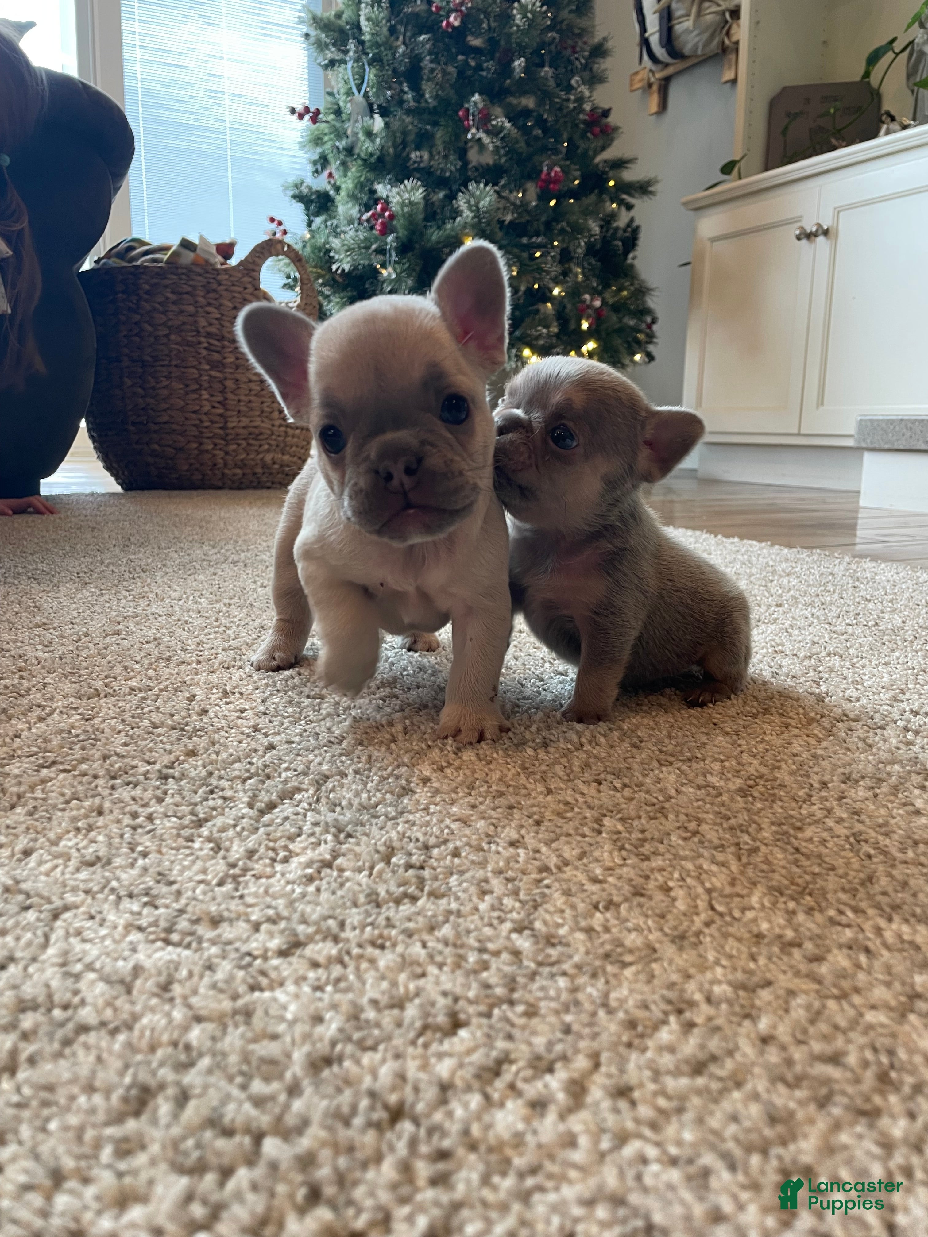 French Bulldog dogs Bella - Ad 4