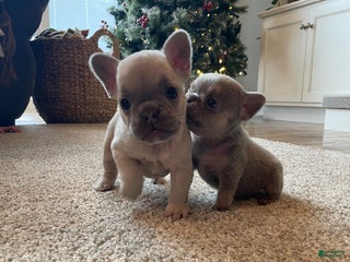 French Bulldog dogs Bella - Ad 9