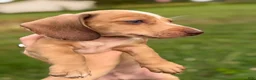 Miniature Dachshund dogs for sale: Willy  - Ad 14