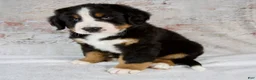 Bernese Mountain Dog dogs for sale: Rover - Ad 4