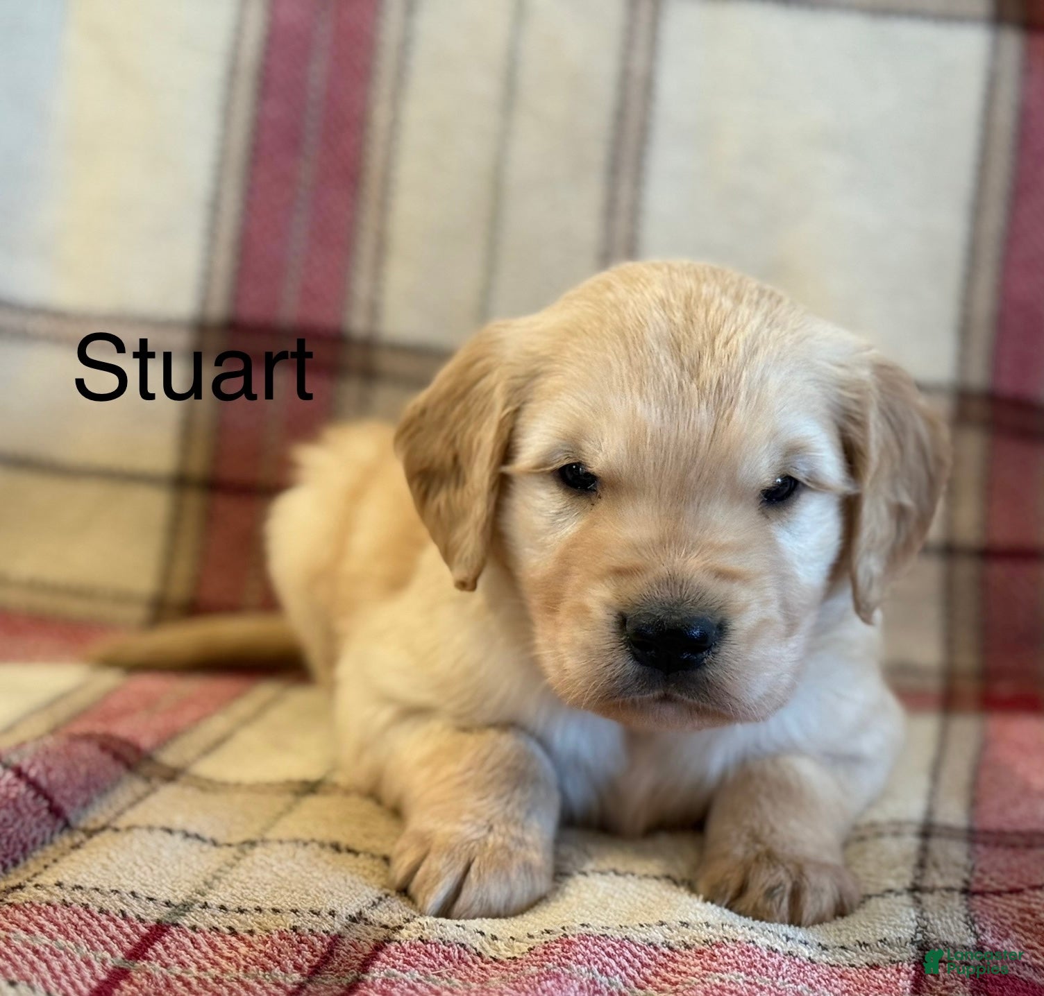 Golden Retriever dogs Stuart - Ad 26