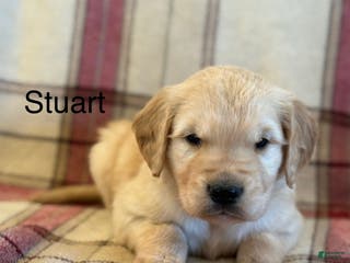 Golden Retriever dogs Stuart - Ad 5