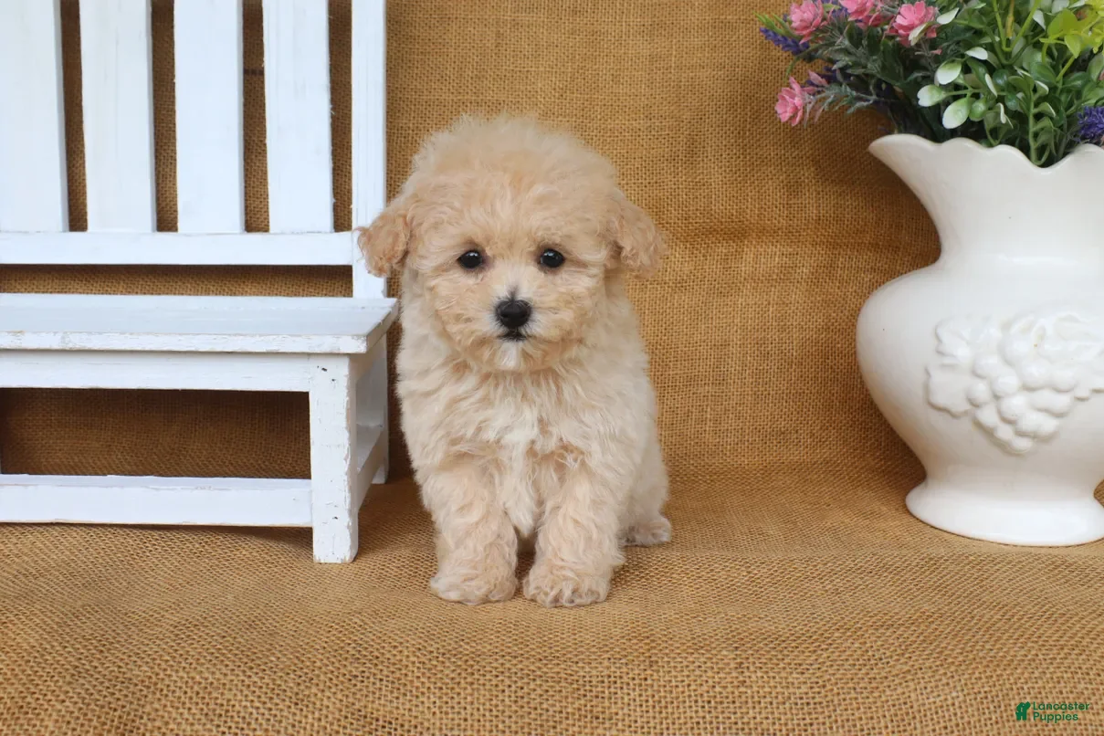 Bichpoo dogs Jasmine - Ad 2