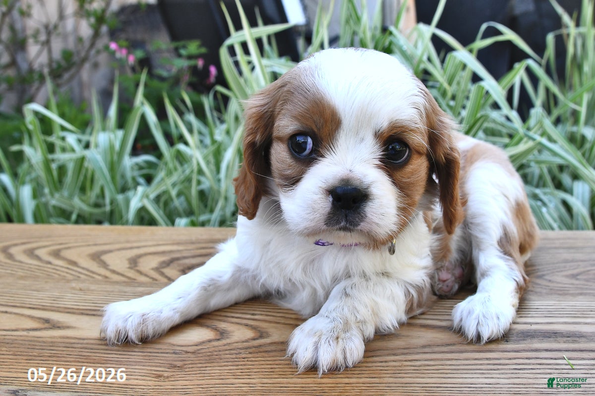 Cavalier King Charles Spaniel dogs Tina - Ad 2