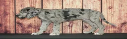 Great Dane dogs for sale: Sammy - Ad 3