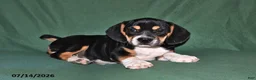 Beabull dogs for sale: Rover - Ad 5