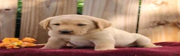 Labrador Retriever dogs for sale: Ryder  - Ad 3