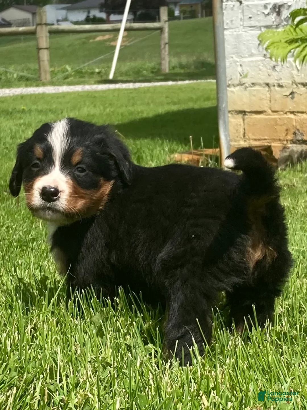 Bernese Mountain Dog dogs for sale: Paris  - Ad 2