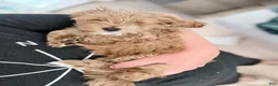 Mini Goldendoodle dogs for sale: Ollie (Petite Goldendoodle) - Ad 5