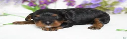 Toy Poodle dogs for sale: Phantom  - Ad 8