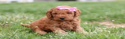 Mini Goldendoodle dogs for sale: Tessa - Ad 10