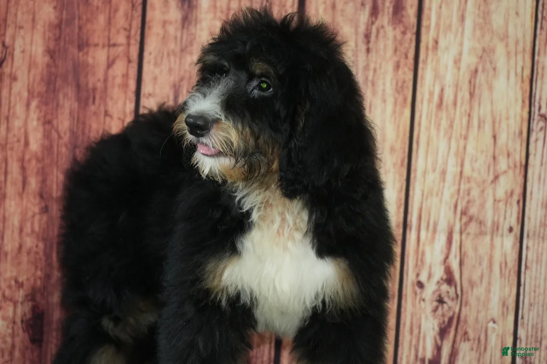 Bernedoodle dogs for sale: Wilson F1 - Ad 2