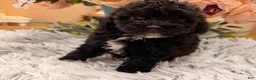 Miniature Poodle dogs for sale: Miniature Poodle 4 - Ad 4
