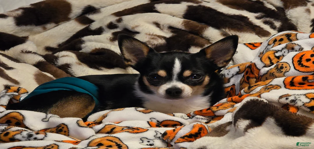 Gallery Image {{count}}