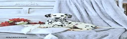 Dalmatian dogs for sale: Buster - Ad 2