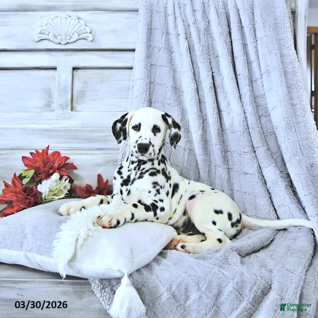 Dalmatian dogs for sale: Buster - Ad 2
