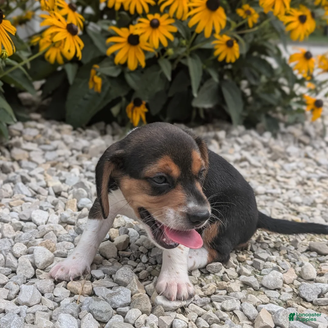 Beagle dogs for sale: Muffin - Ad 2