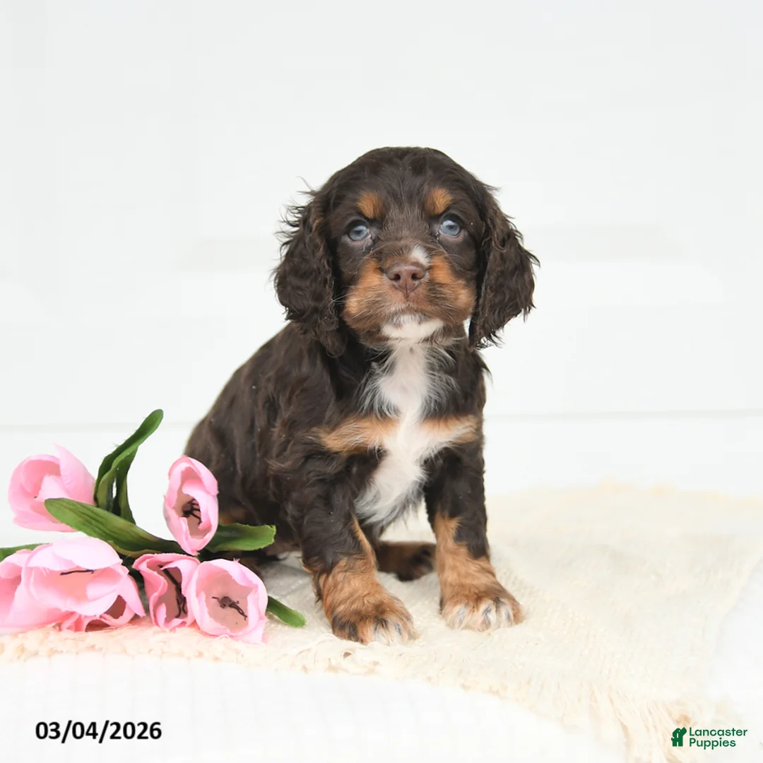 English Cocker Spaniel dogs for sale: Flora   - Ad 1