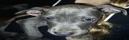 American Pit Bull Terrier dogs for sale: American Pit Bull Terrier 2 - Ad 2
