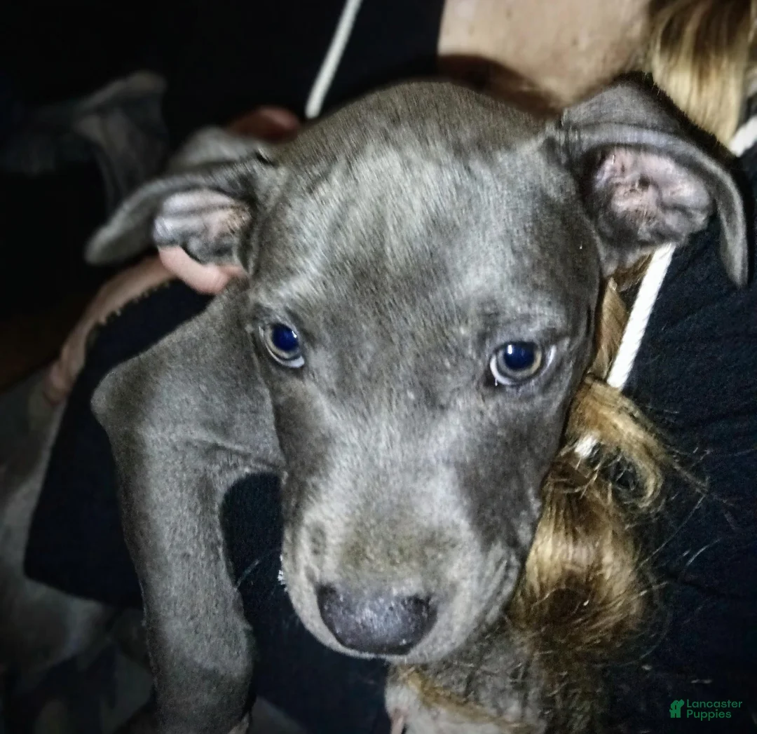 American Pit Bull Terrier dogs for sale: American Pit Bull Terrier 2 - Ad 2