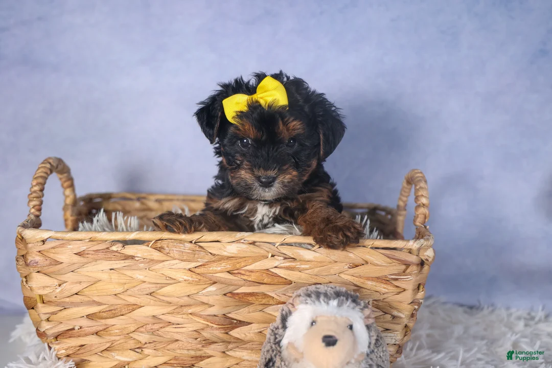 Yorkiepoo dogs for sale: JUDY - Ad 3