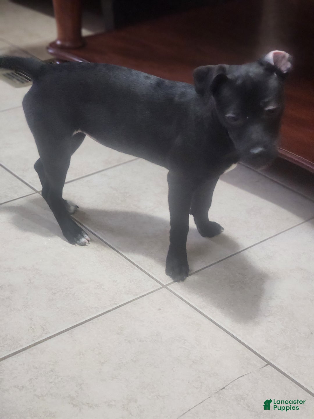 Mixed Breed dogs for sale: Laticia  - Ad 5
