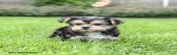 Morkie dogs for sale: Marlow - Ad 5
