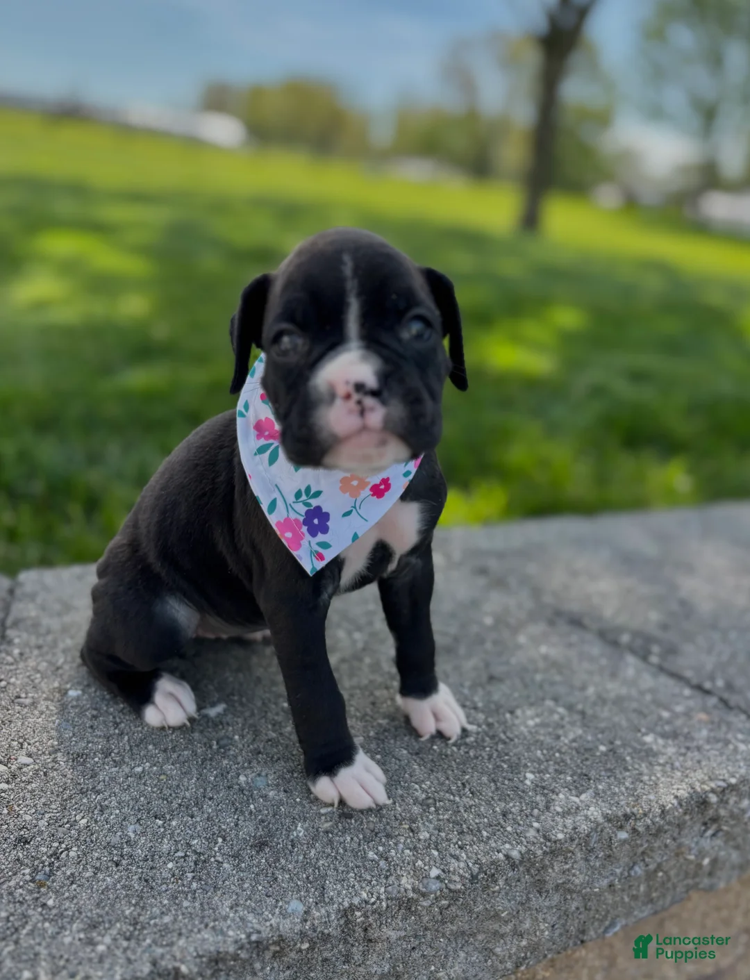 Boxer dogs for sale: Aimee - Ad 2