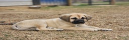 Anatolian Shepherd dogs for sale: AKC Blue M1 ASD puppy - Ad 8