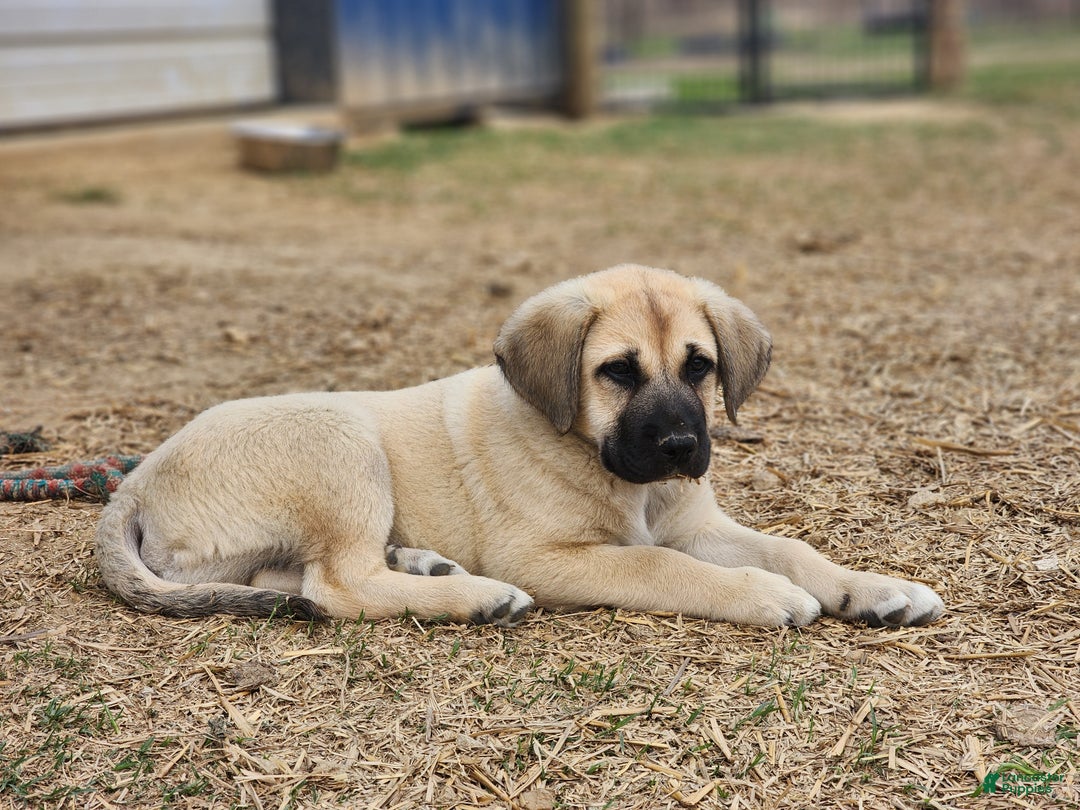 Anatolian Shepherd dogs for sale: AKC Blue M1 ASD puppy - Ad 8