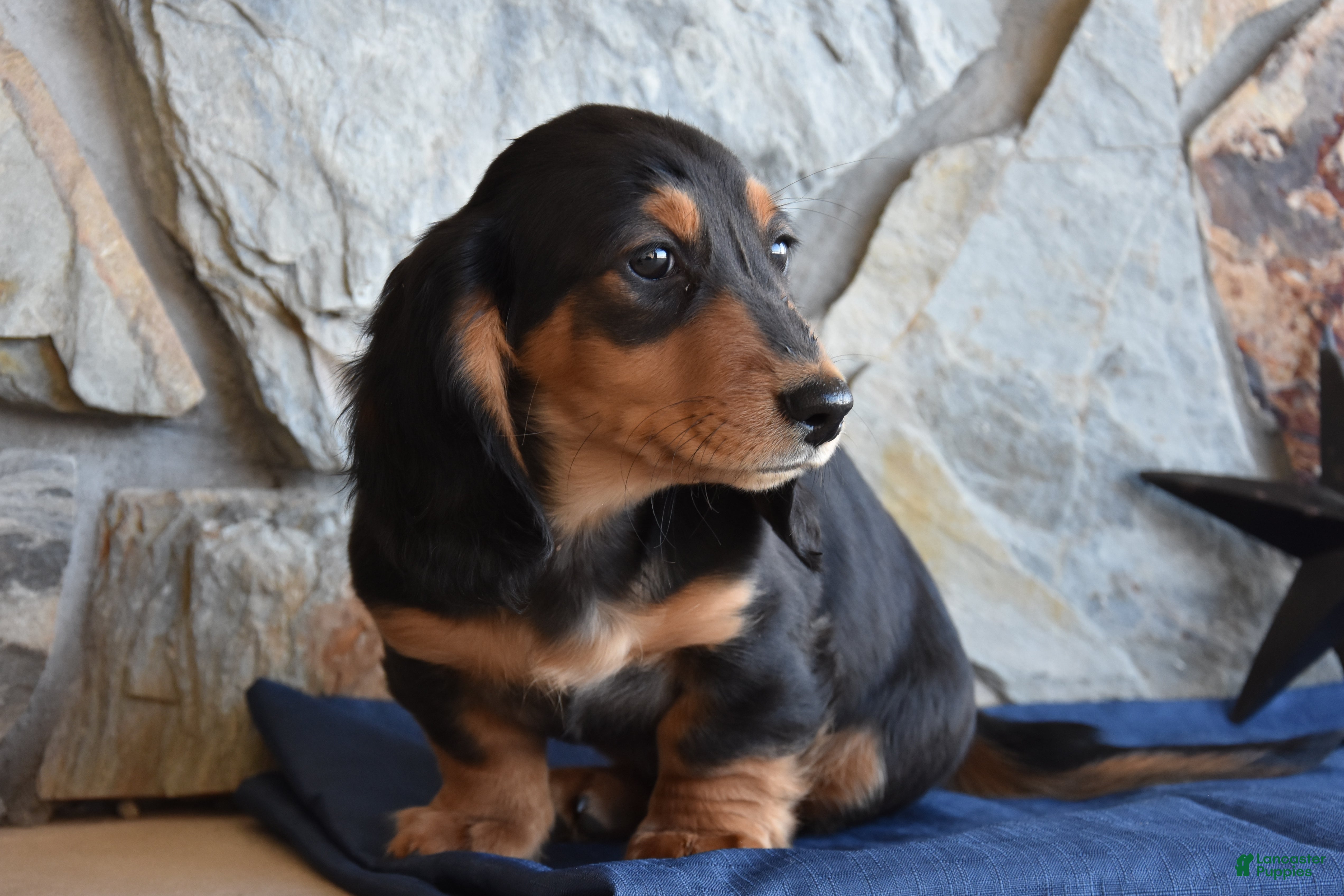 Miniature Dachshund dogs Abel - Ad 2