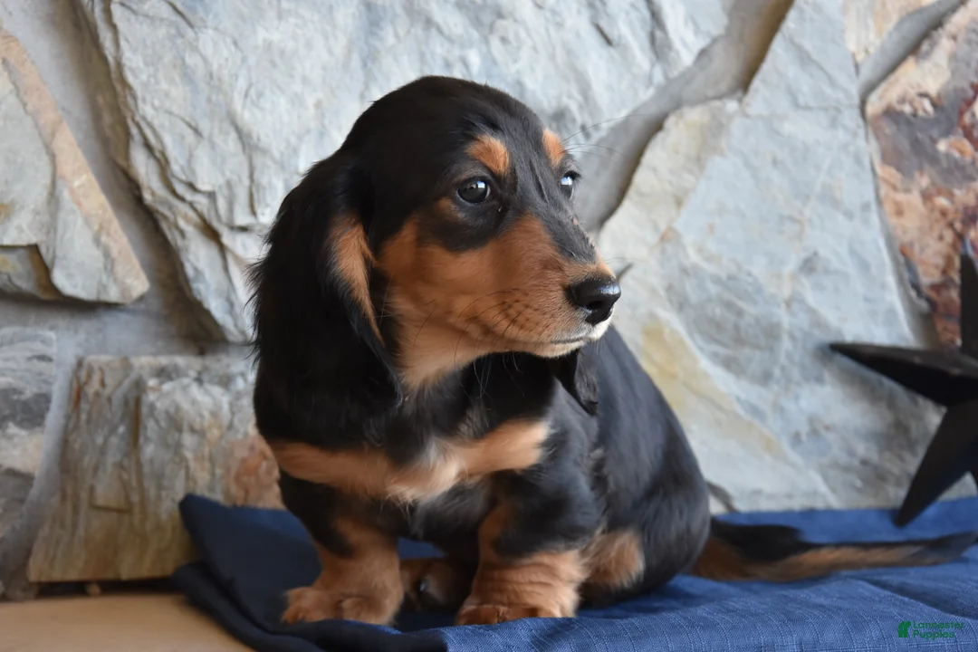Miniature Dachshund dogs for sale: Abel - Ad 2
