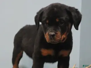 Rottweiler dogs Aubrey - Ad 15